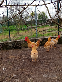 Galli biondi piemontese