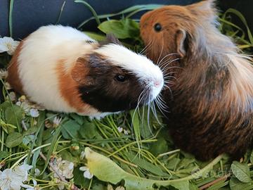 Cuccioli Cavie peruviane