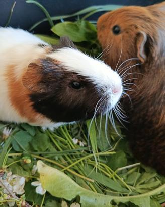 Cuccioli Cavie peruviane