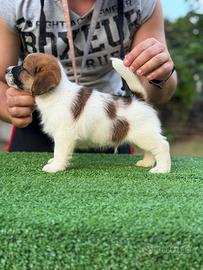 Jack Russell altissima genealogia