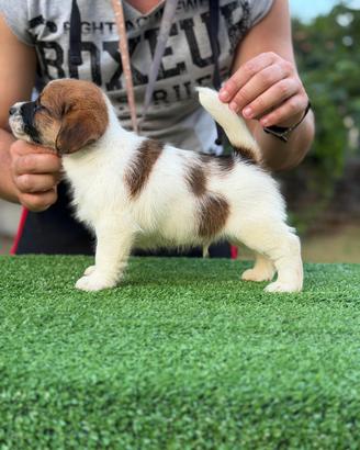 Jack Russell altissima genealogia