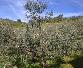 Oliveto 150 piante rosciola