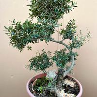 Bonsai di Ulivo