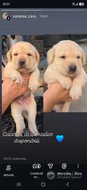 Labrador con pedigree