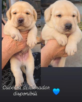 Labrador con pedigree