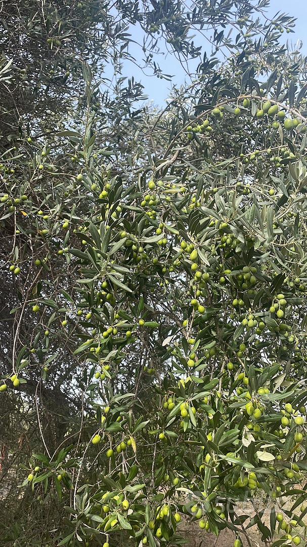 Oliveto a Sorso - Vista 4