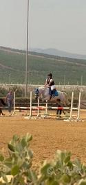 Pony da salto