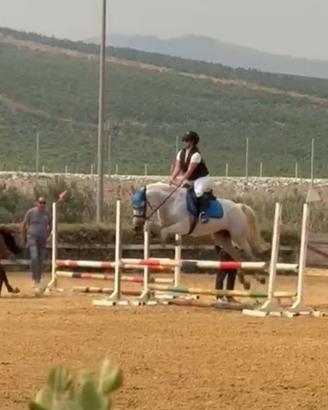 Pony da salto