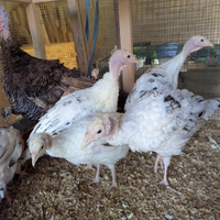 Tacchino ermellinato di Rovigo