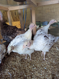 Tacchino ermellinato di Rovigo