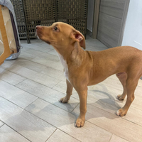 Cucciolo Pitbull