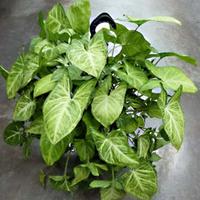 (Talee) Syngonium - talee radicate