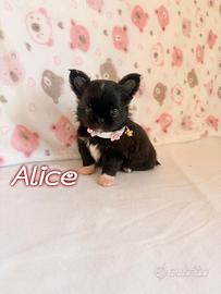 Chihuahua femmina a pelo lungo con pedigree enci