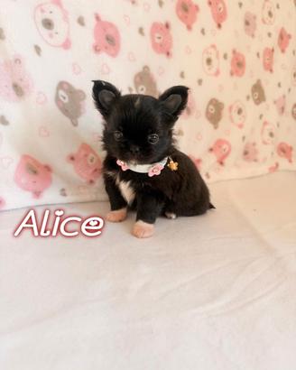 Chihuahua femmina a pelo lungo con pedigree enci