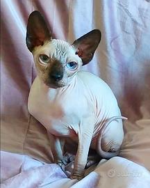 Cucciolo ELF STRAIGHT con pedigree