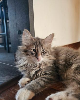 Cuccioli di norvegese delle foreste