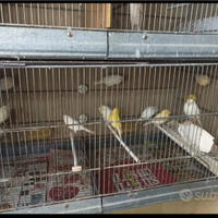 Canarini occhi rossi 2024/25