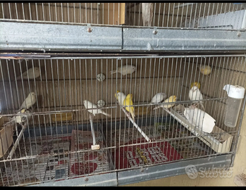 Canarini occhi rossi 2024/25