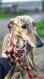 Zangana, Galga tigrata