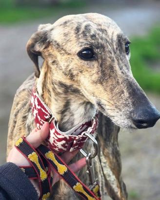 Zangana, Galga tigrata