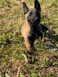 Cuccioli di malinois