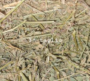 Foraggio erba medica