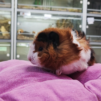 Porcellini d'india cavia peruviana cucciol femmine