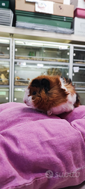 Porcellini d'india cavia peruviana cucciol femmine