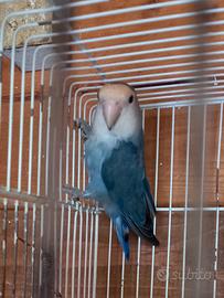 Inseparabile femmina