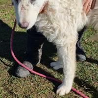 Orso 6 mesi