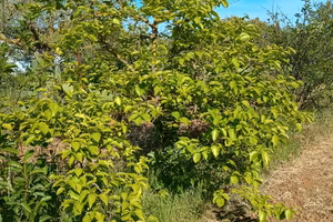 terreno agricolo 