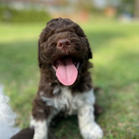 Lagotto Romagnolo