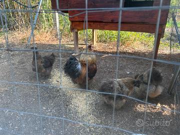 Galline Moroseta