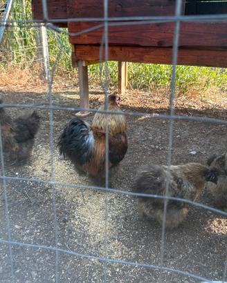 Galline Moroseta