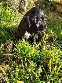 Cuccioli cocker spaniel