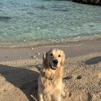 Stallone Maschio Golden Retriever