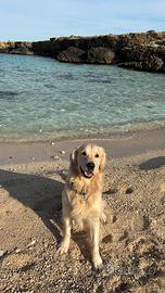 Stallone Maschio Golden Retriever