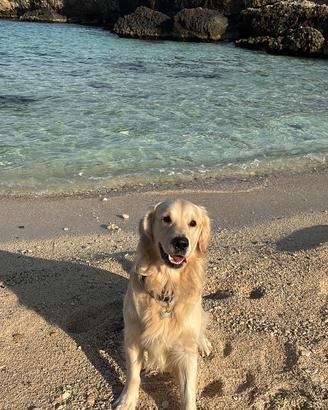 Stallone Maschio Golden Retriever
