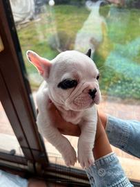 Cuccioli Bulldog Francese