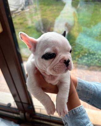Cuccioli Bulldog Francese