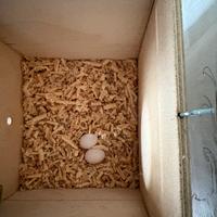 Parrocchetto dal collare