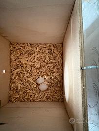 Parrocchetto dal collare