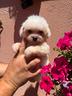 maltese
