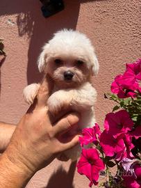 Maltese