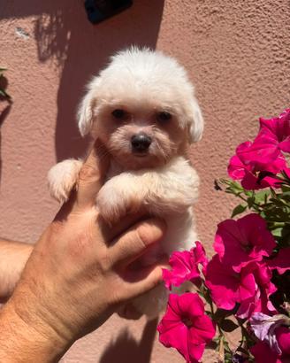 Maltese