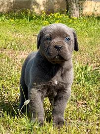 Cuccioli grigi cane corso