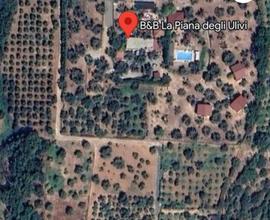 Terreno agricolo 2000mq