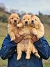 cuccioli-di-golden-retriever-usa