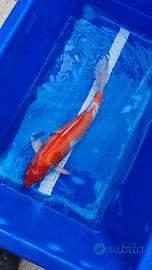 Carpa kohaku