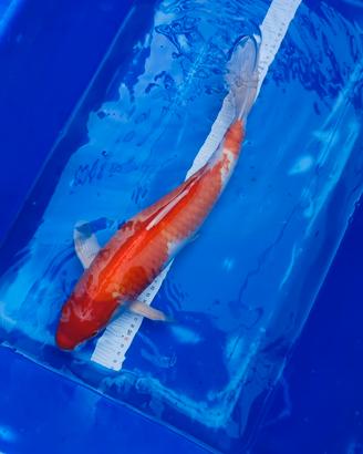 Carpa kohaku